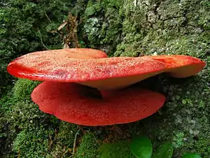 porlingsartigEichen-LeberreischlingFistulina hepatica