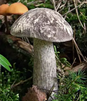 Vielverfärbender BirkenpilzLeccinum variicolor