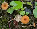 Orangeroter OrangenabelingLoreleia postii