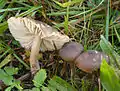 Nichtrötender Nitrat-SaftlingHygrocybe nitrata