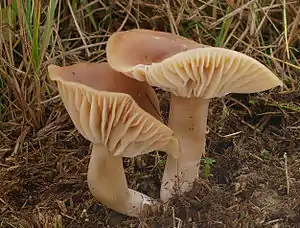 Dattelbrauner EllerlingCuphophyllus colemannianus