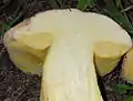 Gelbe Röhrenschicht des Königs-Röhrlings (Boletus regius)