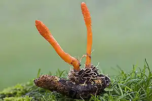Puppen-Kernkeule (Cordyceps militaris) auf der Puppe eines Schmetterlings