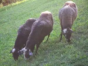 Montafoner Steinschaf