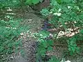 Waldbach im Ginzig
