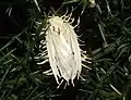 Höckerige Kernkeule (Cordyceps tuberculata) auf einer Motte