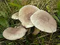 Marmorierter RötelritterlingLepista panaeolus