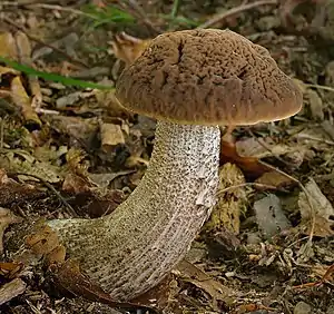 Hainbuchen-RaufußLeccinellum pseudoscabrum