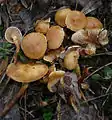 Feuchtstellen-SchüpplingPholiota graminis