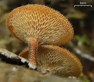 Weitlöcheriger StielporlingLentinus arcularius