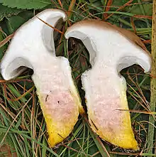 Großer SchmierlingGomphidius glutinosus