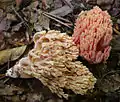 Formosaähnliche KoralleRamaria neoformosa