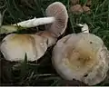 Purpurgrauer TräuschlingStropharia inuncta