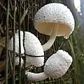 Kreideweißer FaltenschirmlingLeucocoprinus cretatus