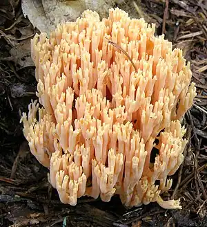 Dreifarbige KoralleRamaria formosa