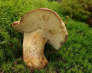Nadelwald-Anhängsel-RöhrlingButyriboletus subappendiculatus