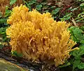 Orangegelbe Gebirgs-KoralleRamaria largentii