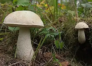 Moor-BirkenpilzLeccinum holopus