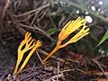 Safrangelbe WiesenkoralleRamariopsis crocea