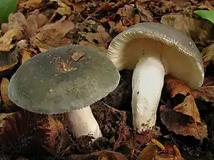 Frauen-Täubling (Russula cyanoxantha)