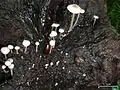 Braunknolliger SklerotienrüblingCollybia tuberosa