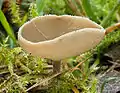 Grauer LangfüßlerHelvella macropus