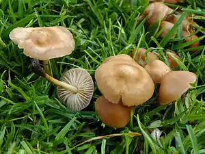 Nelken-SchwindlingMarasmius oreades