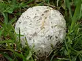 Boones RiesenbovistCalvatia booniana