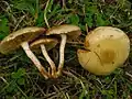 Gummi-SchüpplingPholiota gummosa