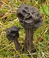 Gruben-LorchelHelvella lacunosa