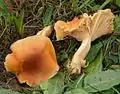 Orangefarbener WiesenellerlingCuphophyllus pratensis
