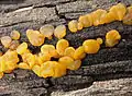 Bewurzelte Gallertträne (Dacrymyces capitatus)