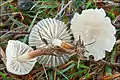 Violettlicher SchwindlingMarasmius wynneae