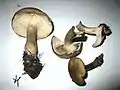 Rautensporiger RaslingLyophyllum deliberatum