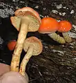 Safranroter SchüpplingPholiota astragalina