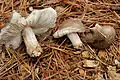 Schwarzschneidiger DachpilzPluteus atromarginatus