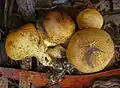 Zwiebel-KartoffelbovistScleroderma cepa