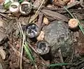 Dung-TeuerlingCyathus stercoreus