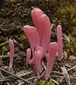keulenförmigLachsrosa KeulchenClavaria rosea