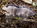 Schwarzer DuftstachelingPhellodon niger