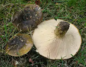 Olivbrauner Milchling (Lactarius turpis)