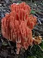 Rosenrote KoralleRamaria subbotrytis