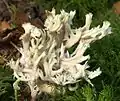 Kammförmiger KeulenpilzClavulina coralloides