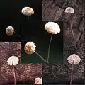 Laubstreu-KäsepilzchenMarasmius bulliardii