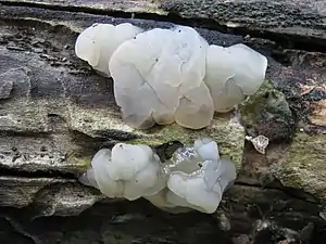 Weißlicher DrüslingExidia thuretiana