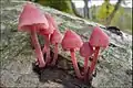 Großer Blut-HelmlingMycena haematopus
