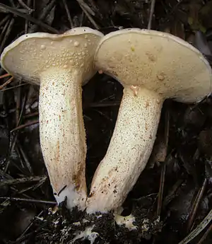 Kleinsporiger Kiefern-RöhrlingSuillus bellinii