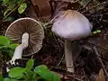 Lilaseidiger RisspilzInocybe lilacina s. l.