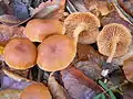 Gemeiner TrompetenschnitzlingTubaria furfuracea