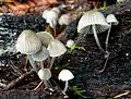 Voreilender HelmlingMycena abramsii